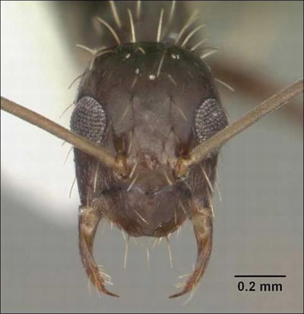 Figure 5. Frontal view of a crazy ant, Paratrechina longicornis (Latreille), showing the long, 12-segmented antenna and the position of the eyes. Ant collected in Florida.