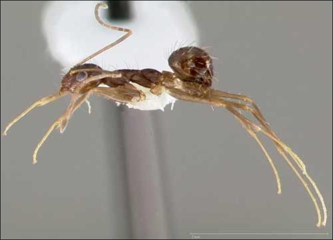 Figure 7. Lateral view of a crazy ant, Paratrechina longicornis (Latreille), showing the petiole. Ant collected in California, United States.
