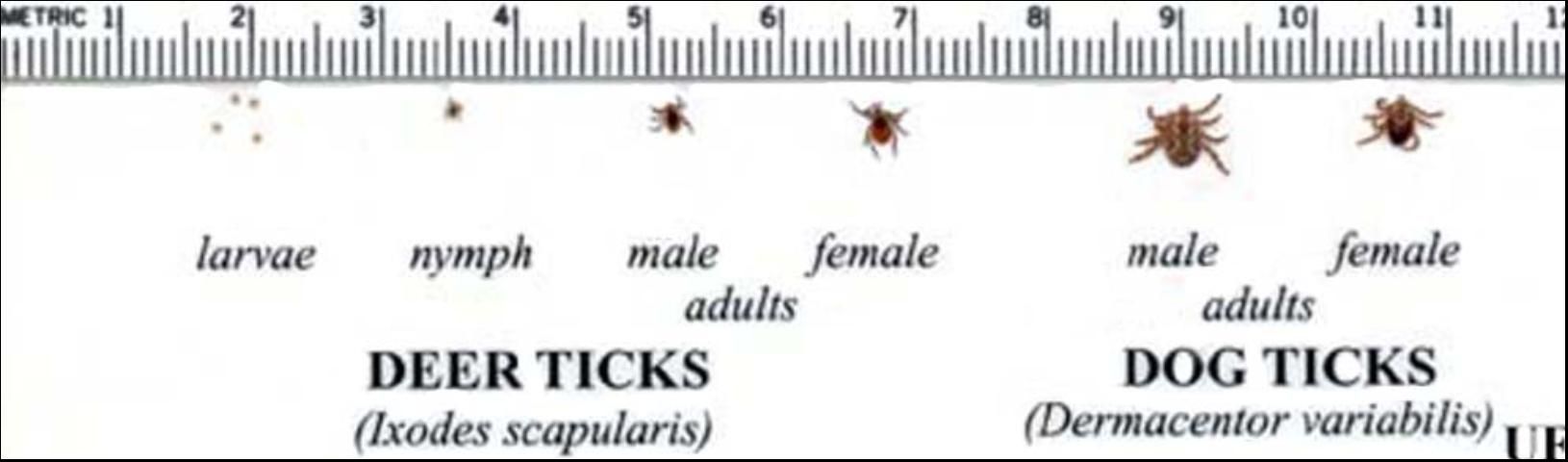 Figure 6. The life cycle and approximate sizes of the blacklegged tick, Ixodes scapularis Say, compared with the American dog tick, Dermacentor variabilis Say.