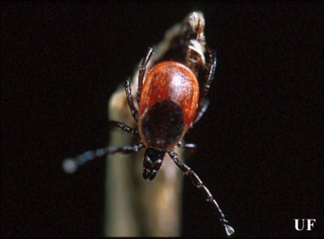 Figure 1. Female blacklegged tick, Ixodes scapularis Say, questing on a stick.
