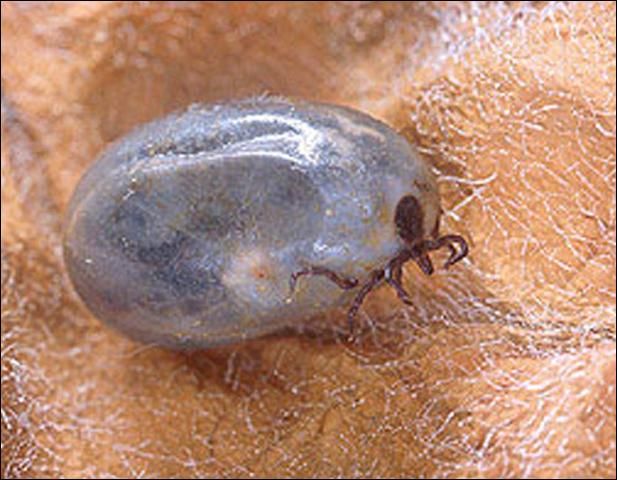Figure 5. Adult female blacklegged tick, Ixodes scapularis Say, engorged after a blood meal.