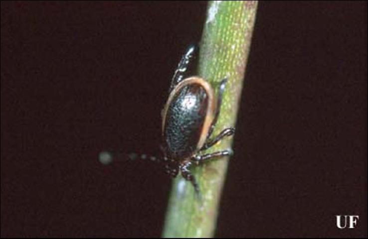 Figure 2. Male blacklegged tick, Ixodes scapularis Say.