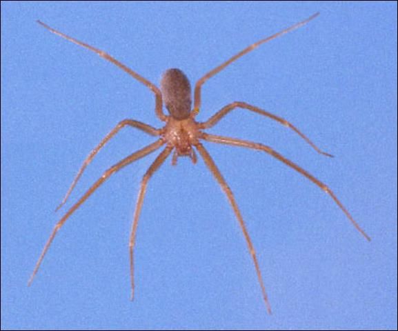 Figure 5. Female brown recluse spider, Loxosceles reclusa Gertsch and Mulaik, dorsal view for comparison with dorsal view of male southern house spider, Kukulcania hibernalis Hentz.