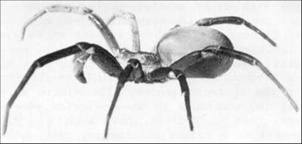 Figure 2. Lateral view of female southern house spider, Kukulcania hibernalis Hentz.