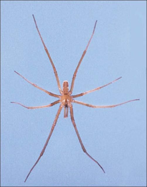 Figure 4. Dorsal view of male southern house spider, Kukulcania hibernalis Hentz.
