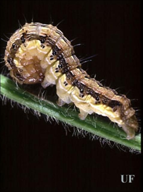 Figure 2. Larva of corn earworm, Helicoverpa zea (Boddie), darker form.