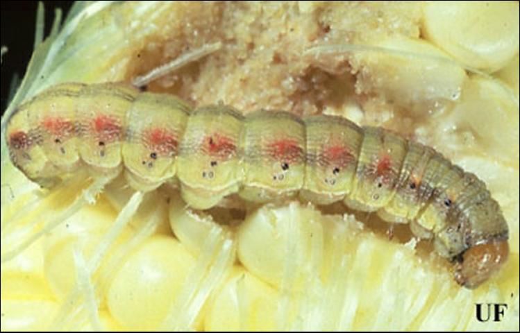 Figure 1. Larva of corn earworm, Helicoverpa zea (Boddie), light-colored form.