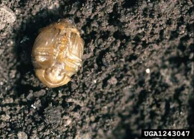 Figure 8. Colorado potato beetle, Leptinotarsa decemlineata (Say), pupa.