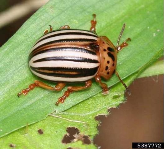 Figure 4. Frontal view of a Colorado potato beetles, Leptinotarsa decemlineata (Say).