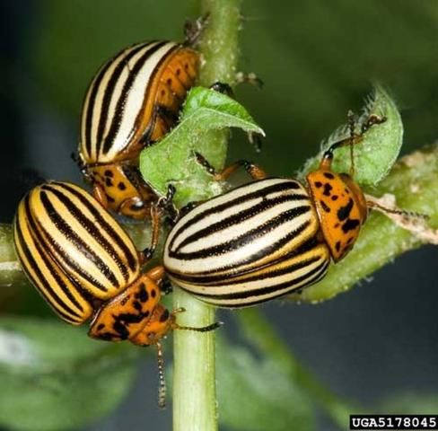 Figure 1. Colorado potato beetles, Leptinotarsa decemlineata (Say), feeding on foliage.
