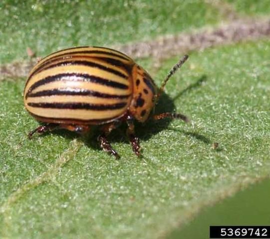 Figure 2. Adult Colorado potato beetle, Leptinotarsa decemlineata (Say).