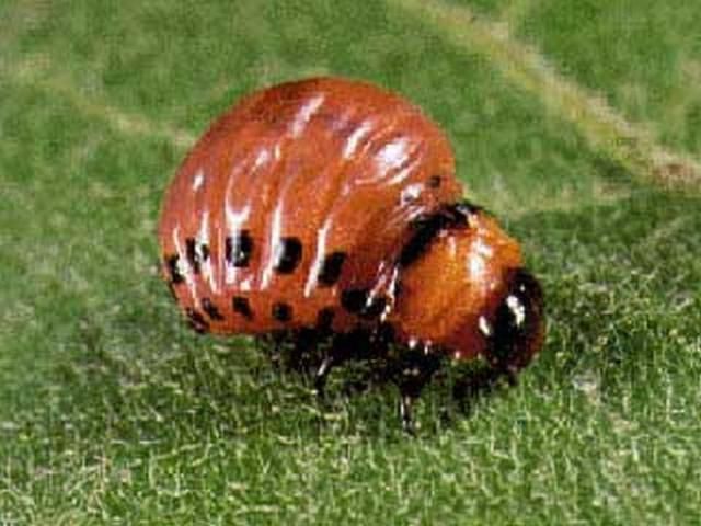 Figure 6. Larva of the Colorado potato beetle, Leptinotarsa decemlineata (Say)