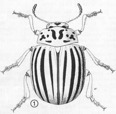Figure 11. Adult Colorado potato beetle, Leptinotarsa decemlineata (Say)