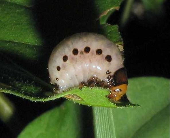 Figure 7. Larva of the false potato beetle, Leptinotarsa juncta (Germar).