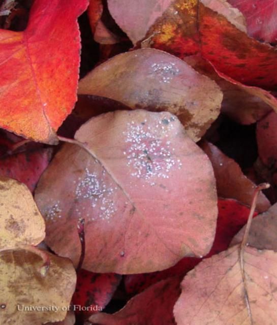 Figure 1. Several life stages of the ash whitefly, Siphoninus phillyreae (Haliday), on fallen Bradford pear leaves.