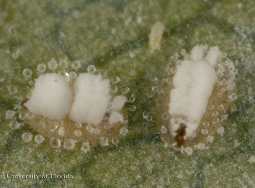 Figure 3. Pupal stage of the ash whitefly, Siphoninus phillyreae (Haliday), showing glassy, wax droplets.