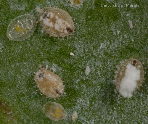 Figure 4. Puparia (3 tan-colored individuals) and juveniles (translucent nymphs) of the ash whitefly, Siphonius phillyreae (Haliday), on pomegranate.