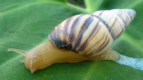 Figure 3. The lined forest snail, Drymaeus multilineatus (Say 1825).