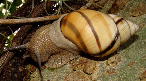 Figure 8. The banded tree snail, Orthalicus floridensis Pilsbry 1891, is the largest Florida tree snail.