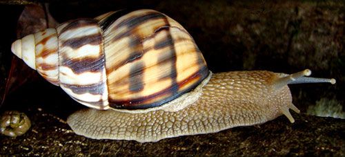 Figure 9. The Stock Island tree snail, Orthalicus reses reses (Say 1830).