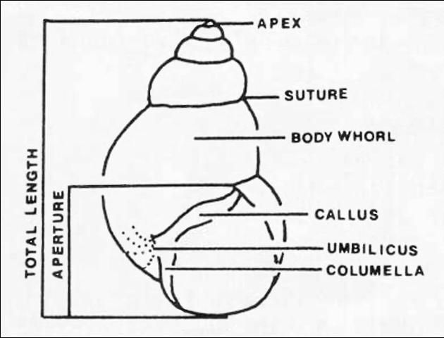 Figure 2. Key identification features.