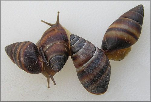 Figure 4. The West Indian Bulimulus, Bulimulus guadalupensis (Bruguière 1789).