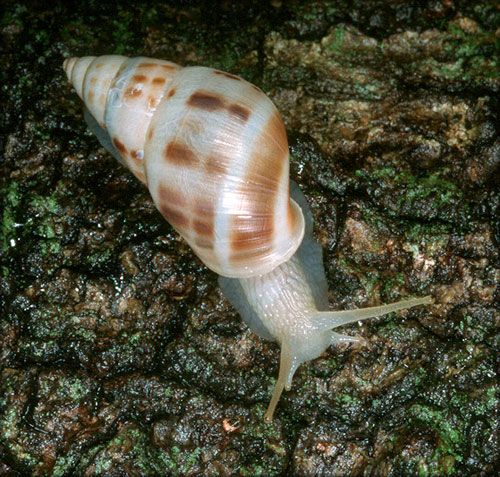 Figure 5. The manatee treesnail, Drymaeus dormani (Binney 1857).