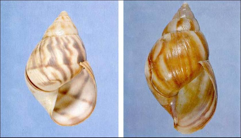 Figure 1. Orthalicus reses (Say) [left], a federally listed threatened species, and Achatina fulica (Bowditch) [right], a major agricultural pest similar in appearance to O. reses.