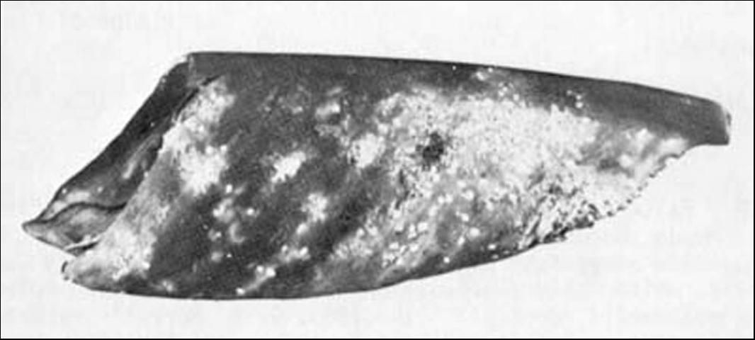 Figure 4. False oleander scales, Pseudaulacaspis cockerelli (Cooley), on leaf of bird-of-paradise.