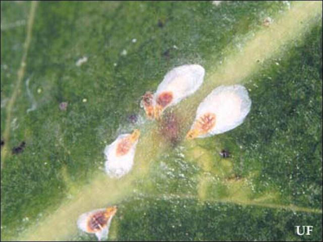 Figure 2. Females of the false oleander scale, Pseudaulacaspis cockerelli (Cooley).