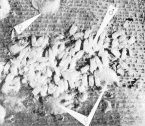 Figure 3. Cluster of male false oleander scales, Pseudaulacaspis cockerelli (Cooley), on leaf of bird-of-paradise. A few female scales are present.