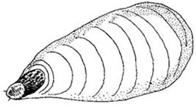 Figure 1. False oleander scale.