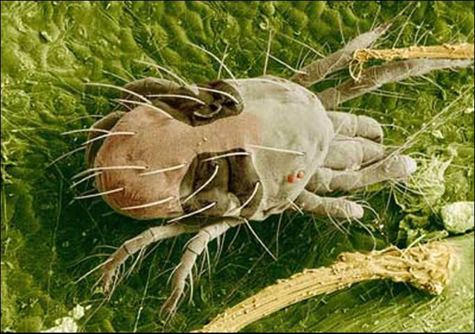 Figure 2. Scanning electron micrograph of a twospotted spider mite, Tetranychus urticae Koch, feeding on a rose leaf.