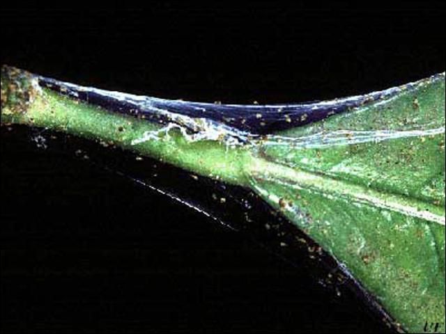 Figure 7. Webbing produced by twospotted spider mites, Tetranychus urticae Koch.