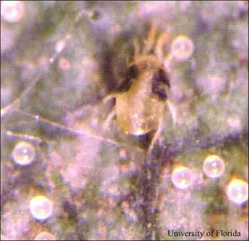 Figure 5. Adult female twospotted spider mite, Tetranychus urticae Koch, and her eggs.