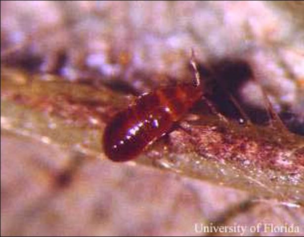 Figure 9. Larva of the minute pirate bug, Orius insidiosus (Say). This insect is a predator of the twospotted spider mite, Tetranychus urticae Koch.