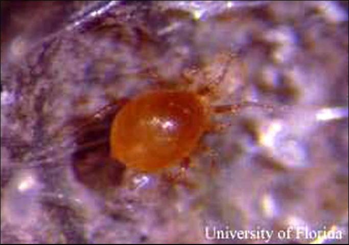 Figure 10. Adult predatory mite, Phytoseiulus persimilis. This mite is a predator of the twospotted spider mite, Tetranychus urticae Koch.