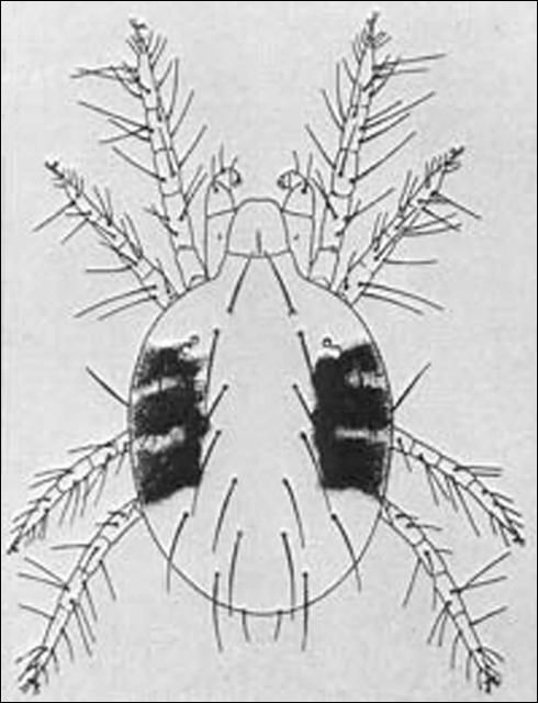 Figure 3. Twospotted mite.