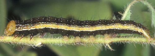 Figure 3. Dark form of a velvetbean caterpillar, Anticarsia gemmatalis (Hübner).