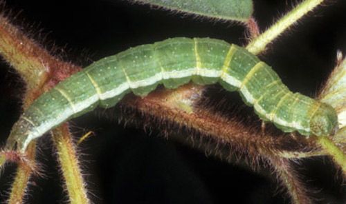 Figure 4. Green form of a velvetbean caterpillar, Anticarsia gemmatalis (Hübner).