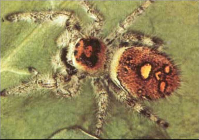 Figure 3. Adult female, orange form, regal jumping spider, Phidippus regius C.L. Koch.
