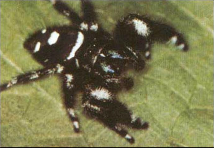 Figure 1. Adult male regal jumping spider, Phidippus regius C.L. Koch.