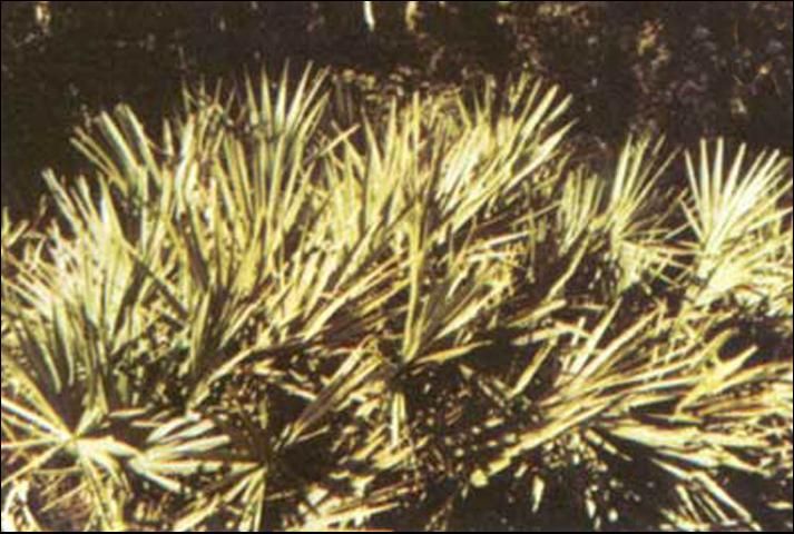 Figure 4. Saw palmetto, a typical substrate for the regal jumping spider, Phidippus regius C.L. Koch.