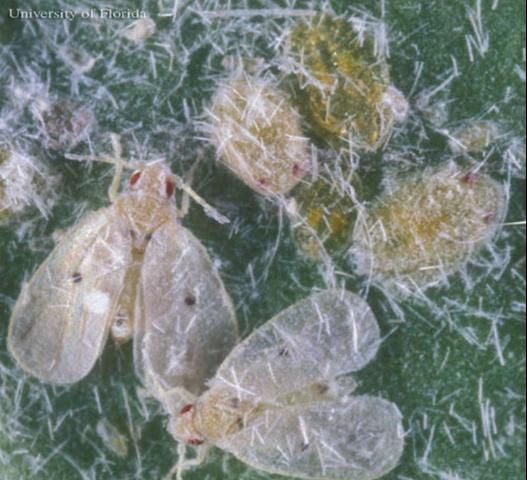 Figure 6. Two pupae of the Cardin's whitefly, Metaleurodicus cardini (Back). The photograph also shows two winged adults in the lower center and left and two nymphs (more of an orange color), one in the upper right and a second, smaller one, directly below it. The two pupae (one between the adults and the topmost nymph, and the other to the right) are yellowish-white and have red eye-spots.