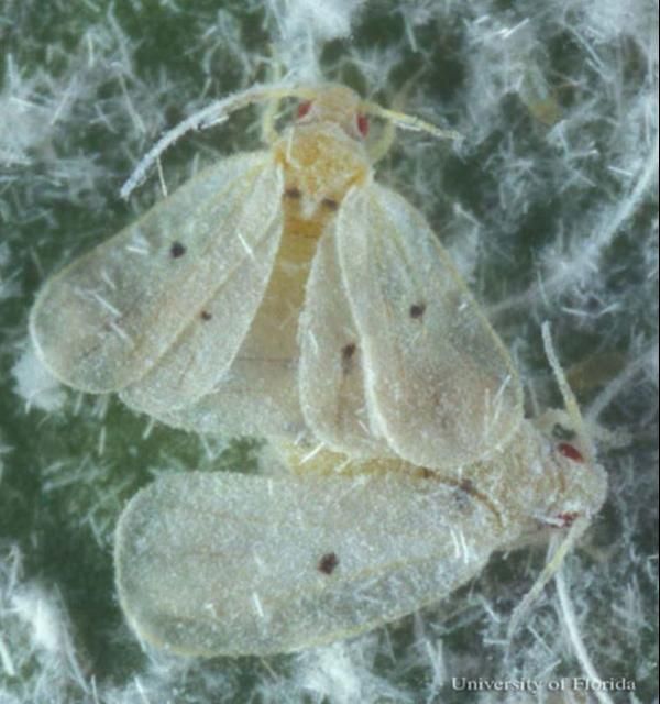 Figure 2. Adult Cardin's whiteflies, Metaleurodicus cardini (Back).