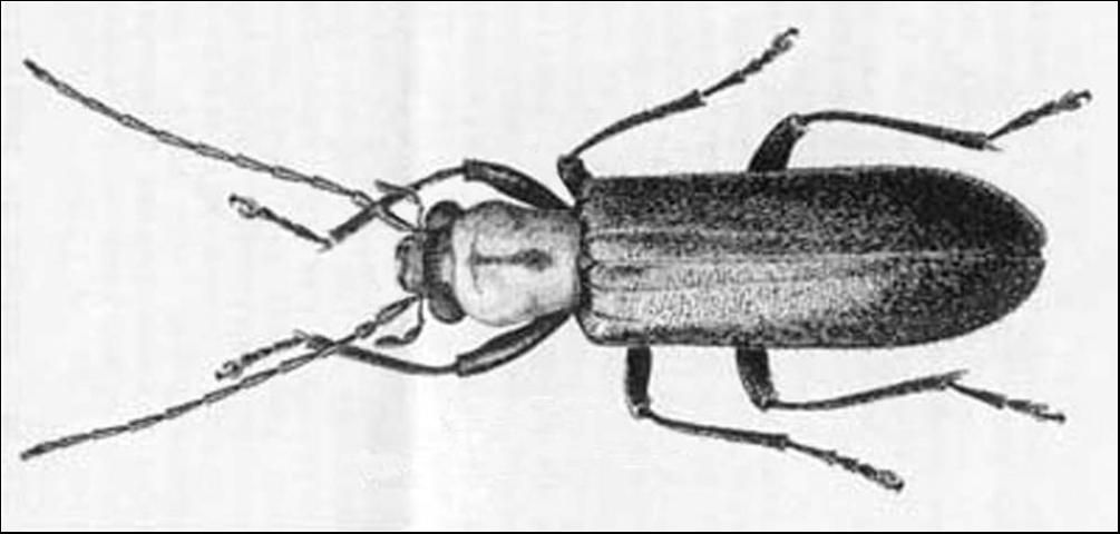Figure 1. Adult Oxycopis mcdonaldi (Arnett) (Oxycopiini).