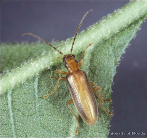 Figure 2. Adult Oxycopis suturalis (Horn), a false blister beetle.