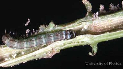 Figure 5. Lesser cornstalk borer, Elasmopalpus lignosellus, larva showing stem tunneling by larva.