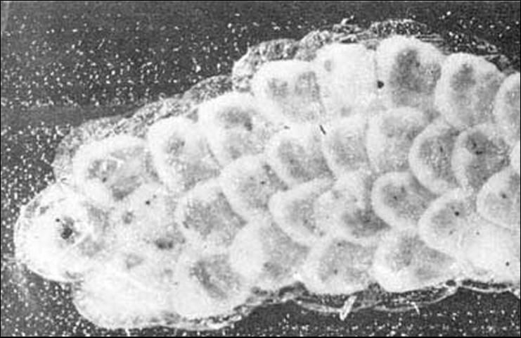 Figure 1. Eggs, soon after being laid, of the European corn borer, Ostrinia nubilalis (Hübner).