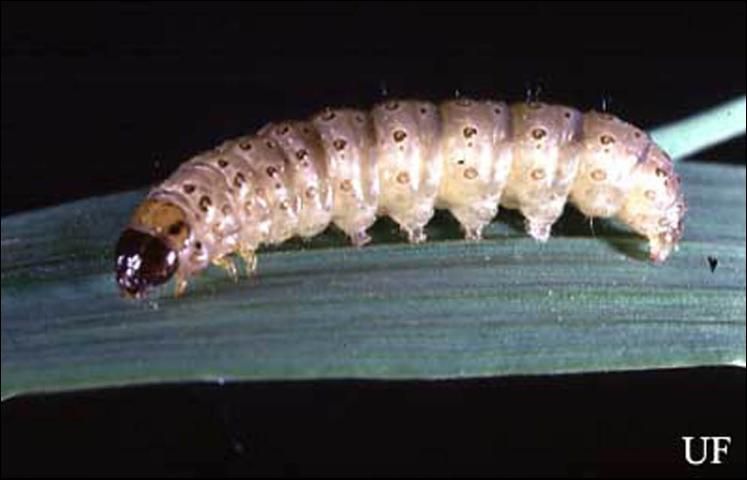 Figure 2. Mature larva of the European corn borer, Ostrinia nubilalis (Hübner).